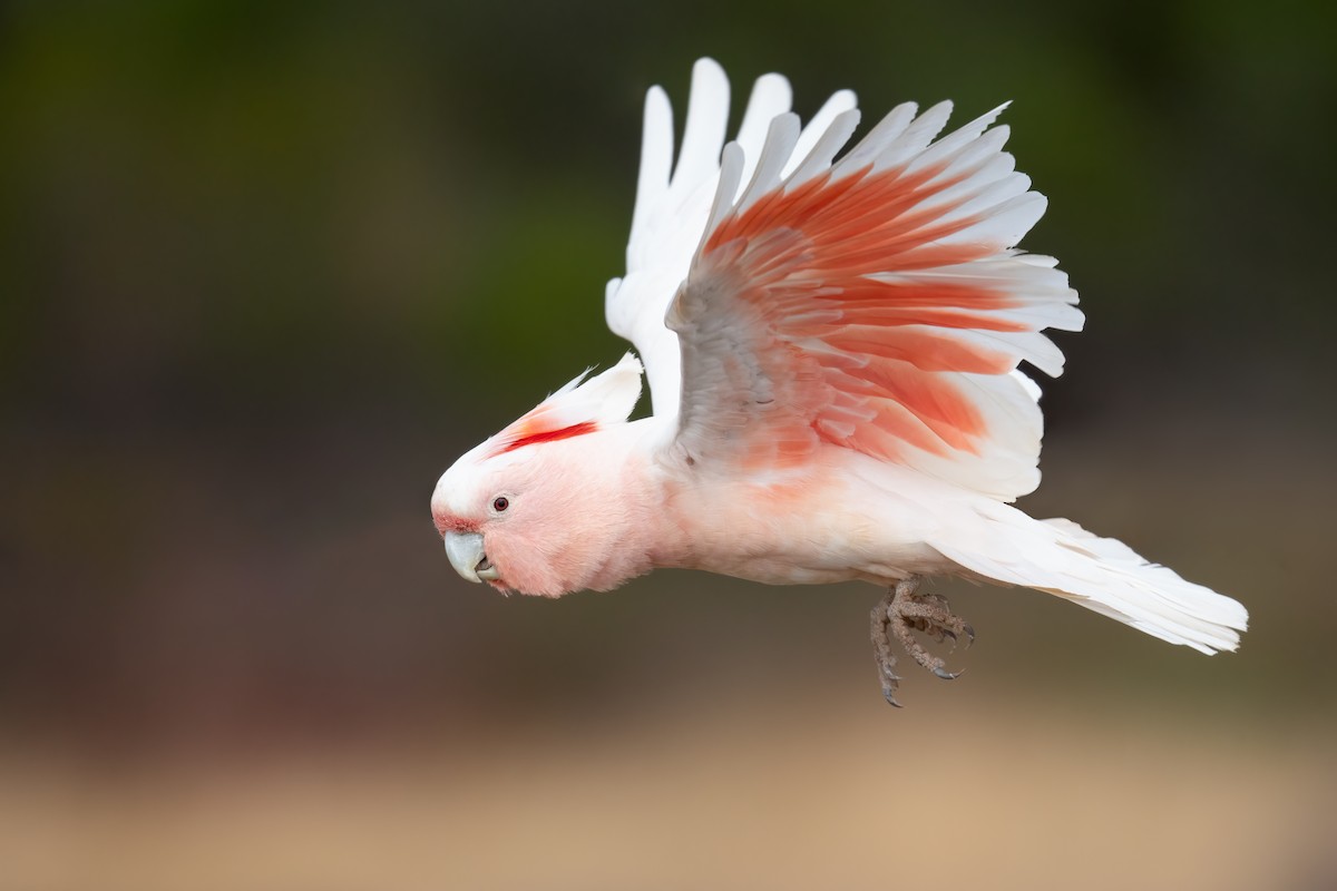 Pink Cockatoo - ML646196920