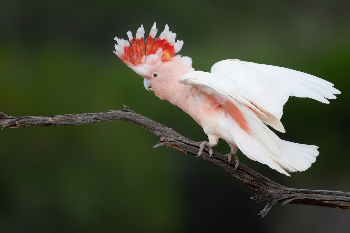 Pink Cockatoo - ML646196921