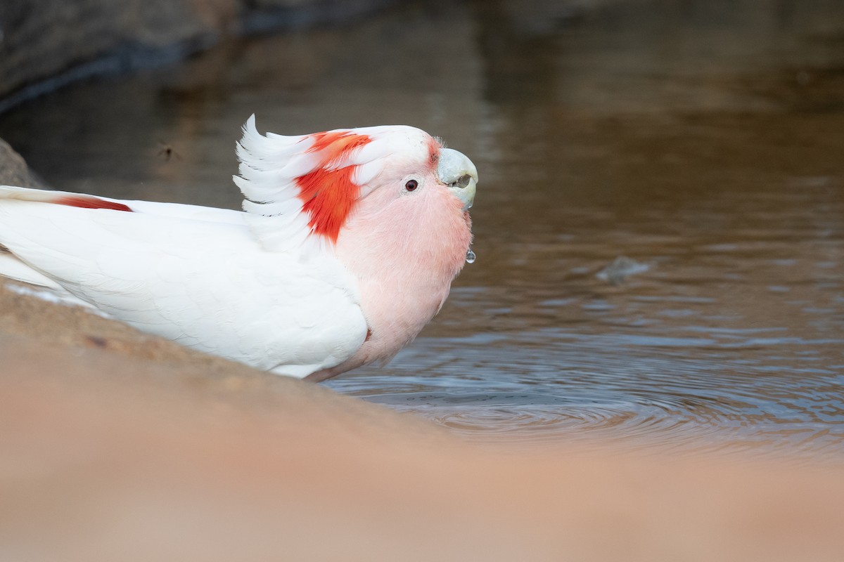 Pink Cockatoo - ML646196922