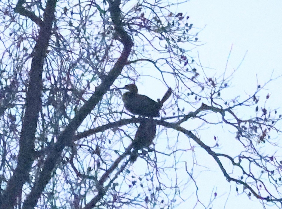 Cormorano - ML646196923