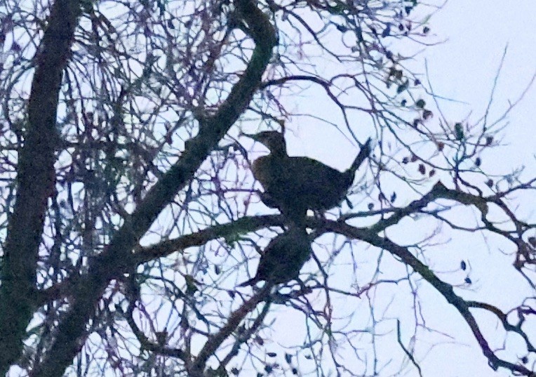 Cormorano - ML646196930