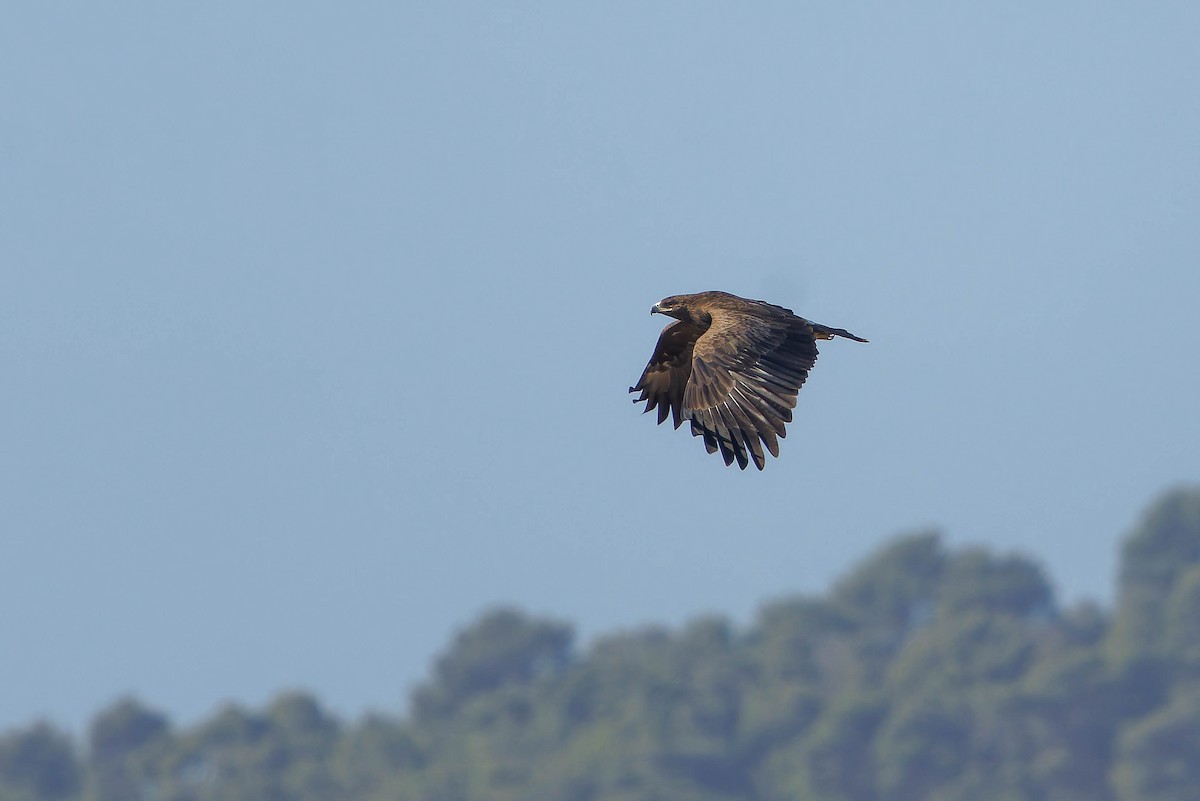 Greater Spotted Eagle - ML646196933
