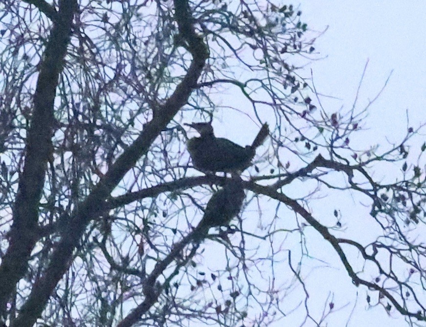 Cormorano - ML646196935