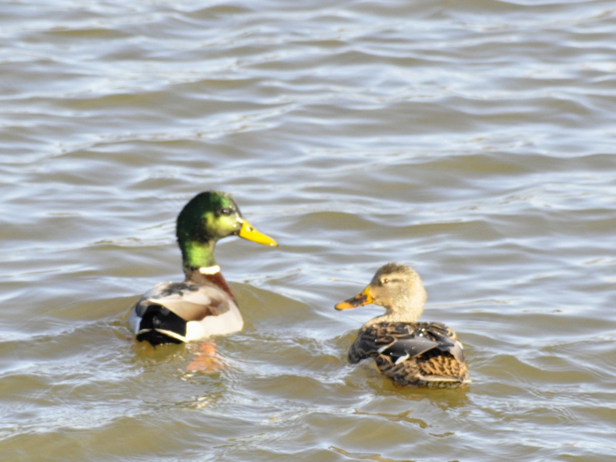 Mallard - ML646196938