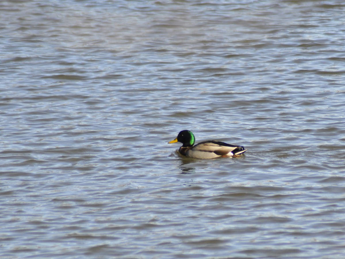 Mallard - ML646196939