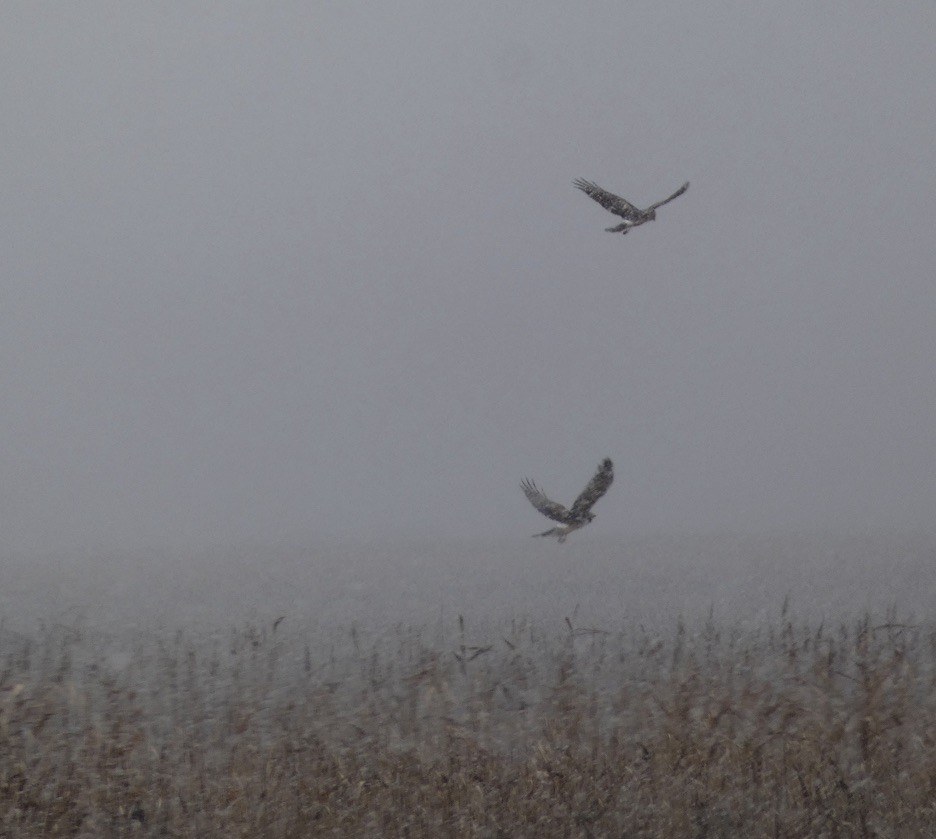 Northern Harrier - ML646196942