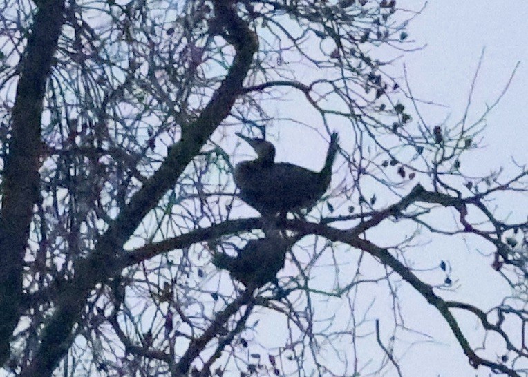 Cormorano - ML646196947