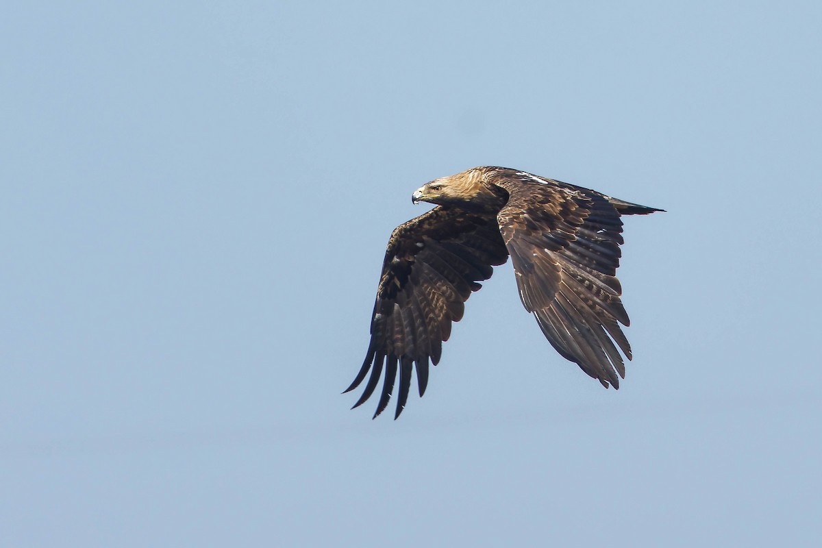 Imperial Eagle - ML646196949