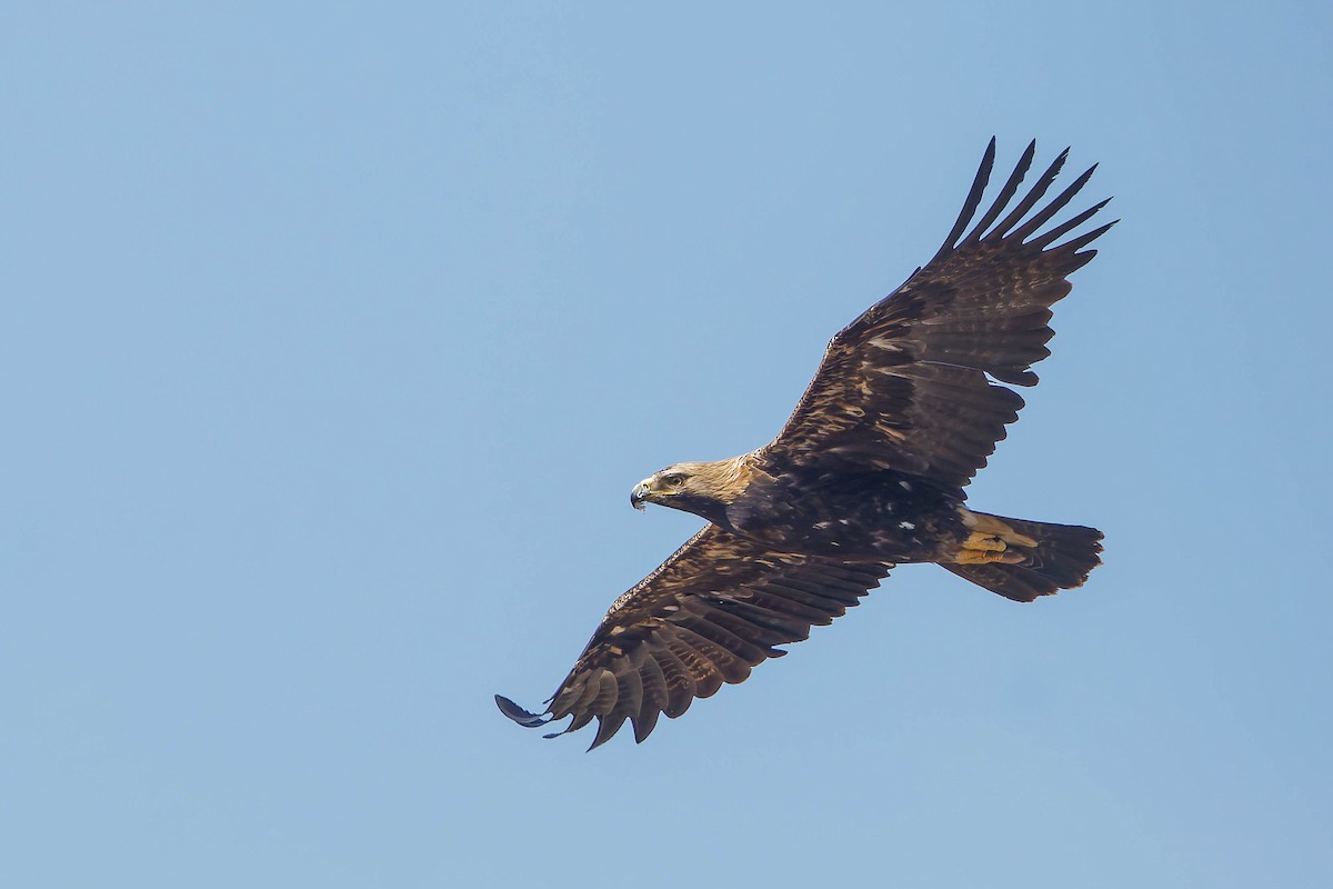 Imperial Eagle - ML646196950