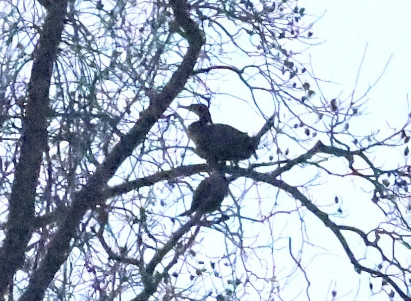 Cormorano - ML646196951