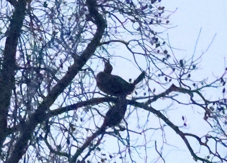 Cormorano - ML646196952