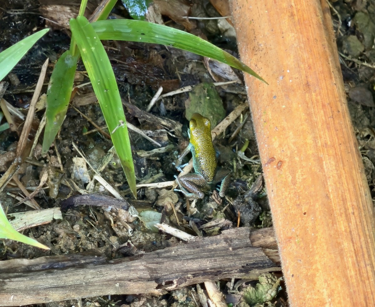 Panama Poison Frog - ML646196953