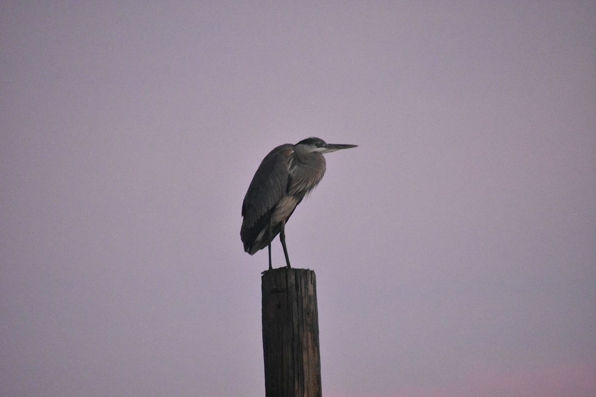 Great Blue Heron - ML646196954