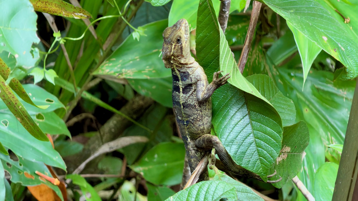 Brown Basilisk - ML646196955