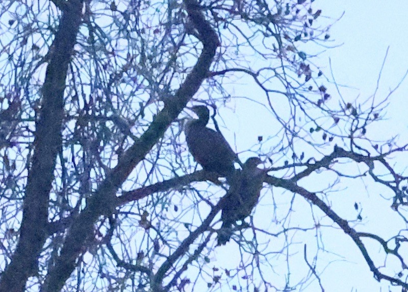 Cormorano - ML646196956