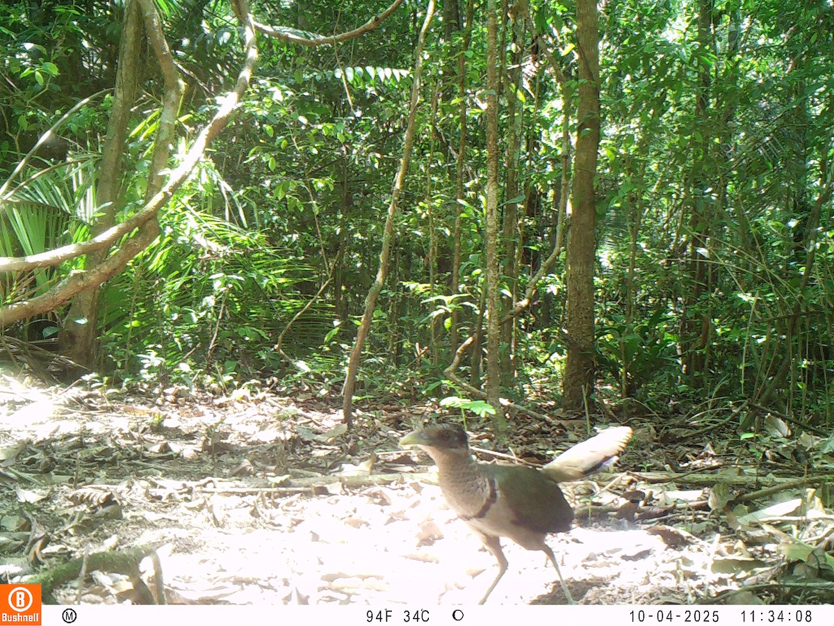 Rufous-vented Ground-Cuckoo - ML646196957