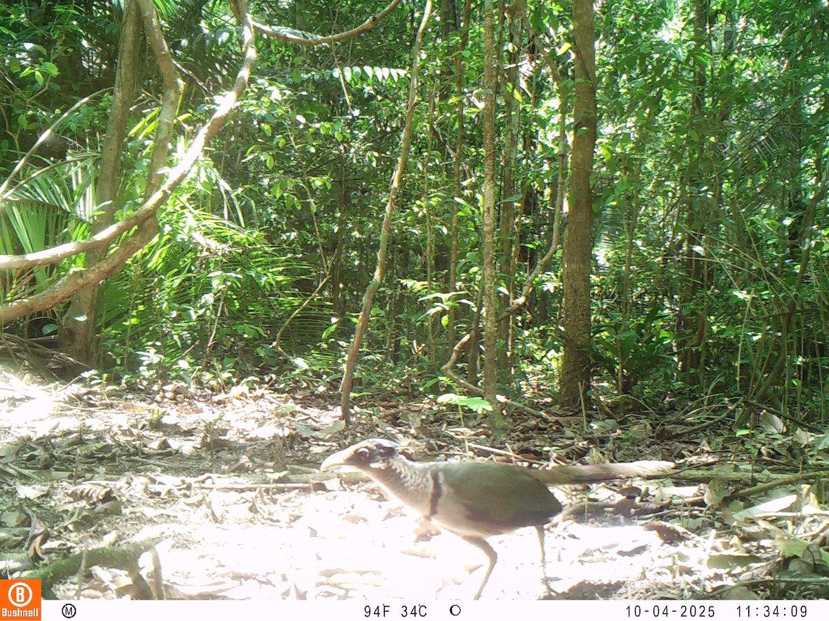 Rufous-vented Ground-Cuckoo - ML646196959