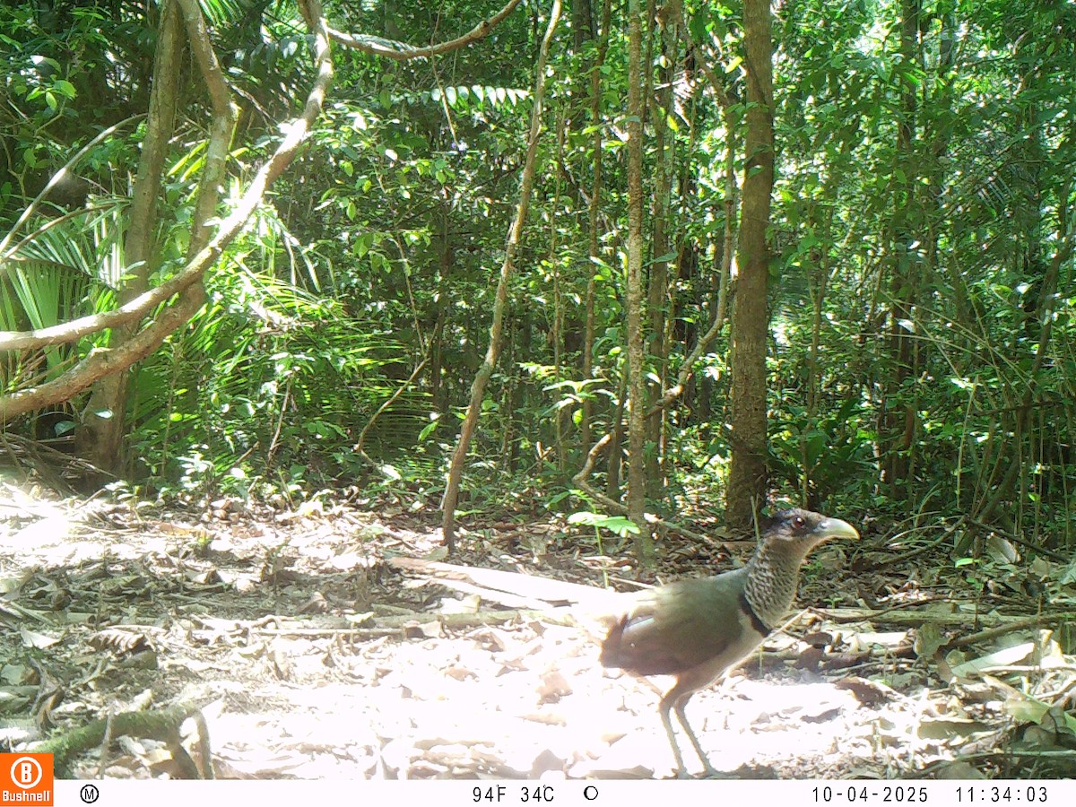 Rufous-vented Ground-Cuckoo - ML646196960