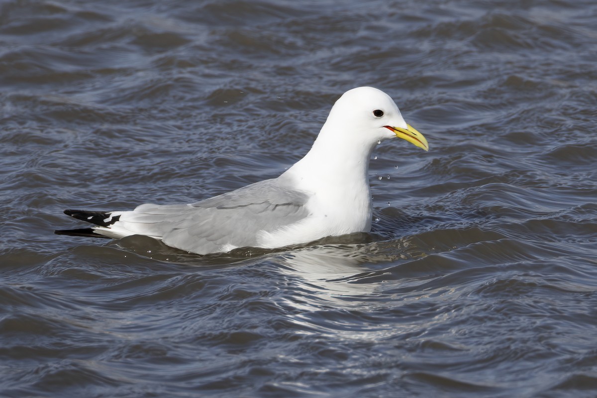 Kara Ayaklı Martı (tridactyla) - ML646196971