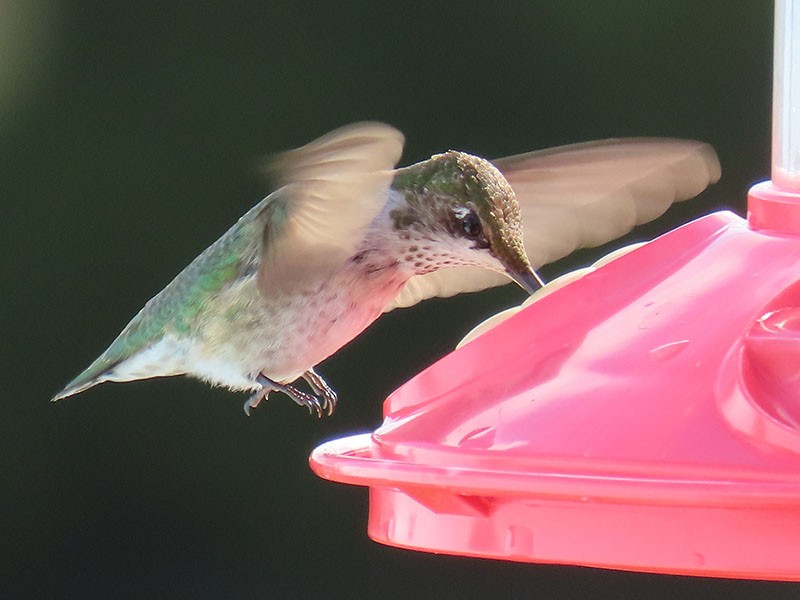 Ruby-throated Hummingbird - ML646196972
