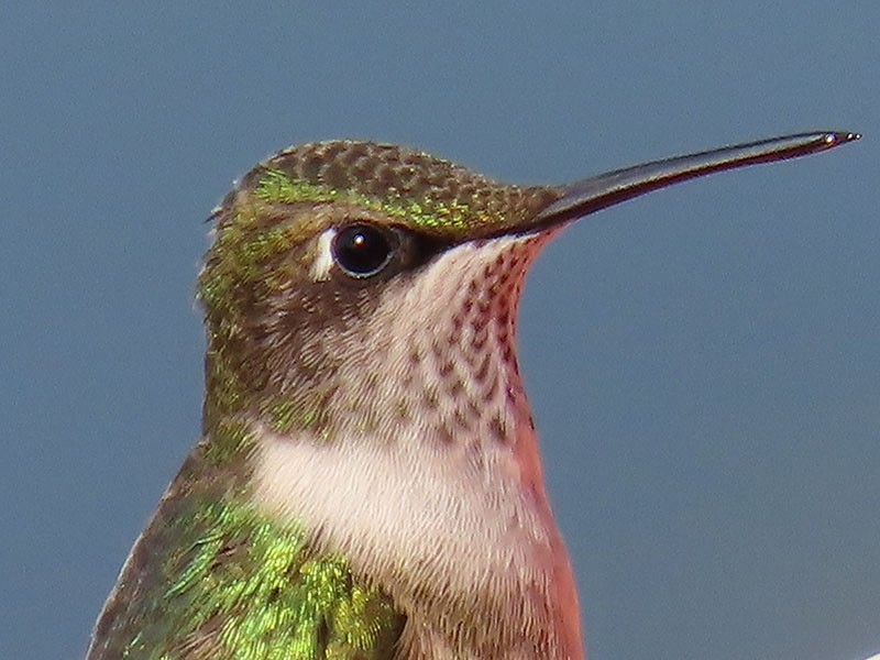 Ruby-throated Hummingbird - ML646196974