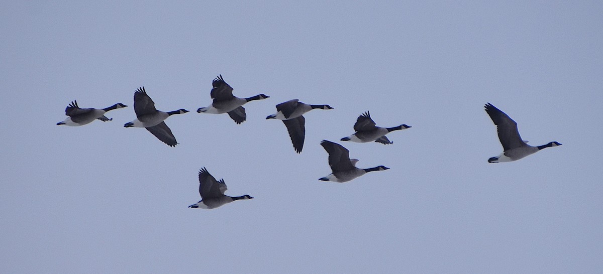 Canada Goose - ML646196975