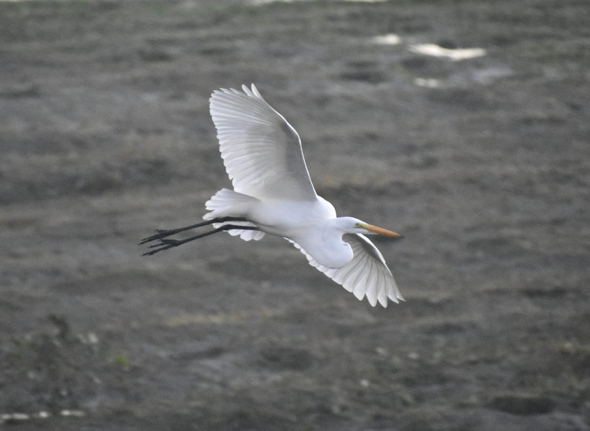 Great Egret - ML646196976