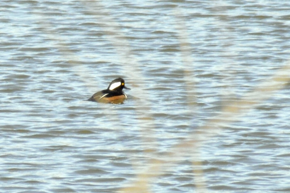 Hooded Merganser - ML646196978