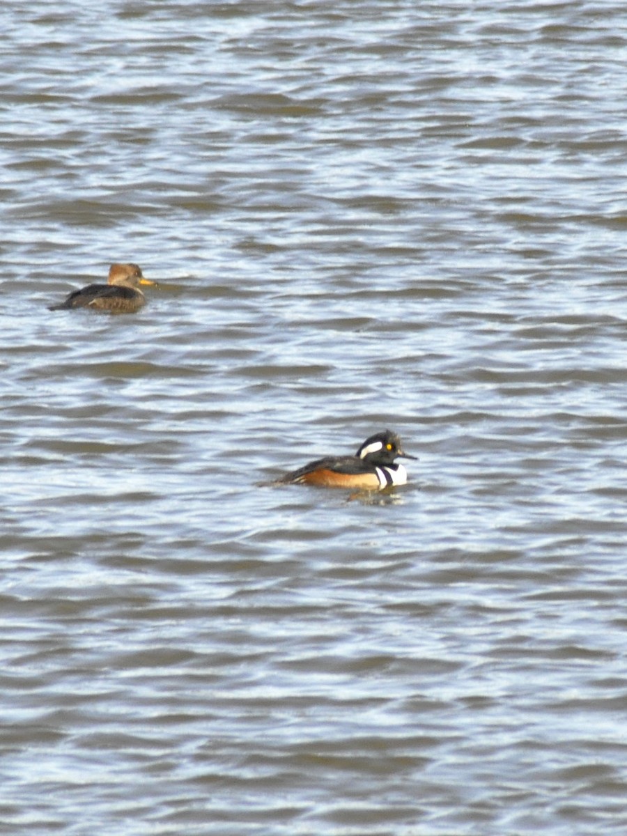 Hooded Merganser - ML646196979