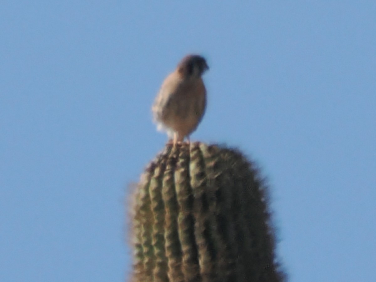 American Kestrel - ML646196986