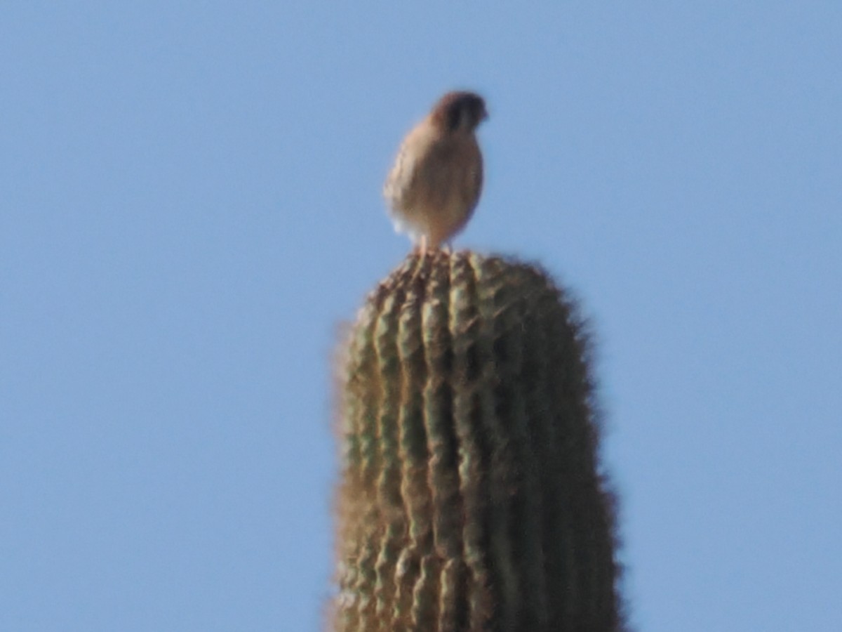 American Kestrel - ML646196987