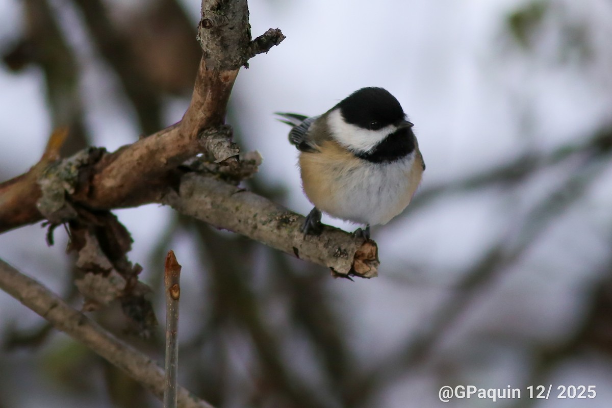 Гаїчка світлокрила - ML646196988