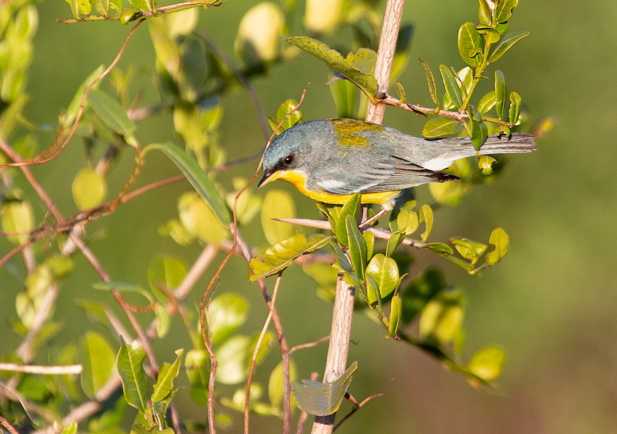 Tropical Parula - ML646196991