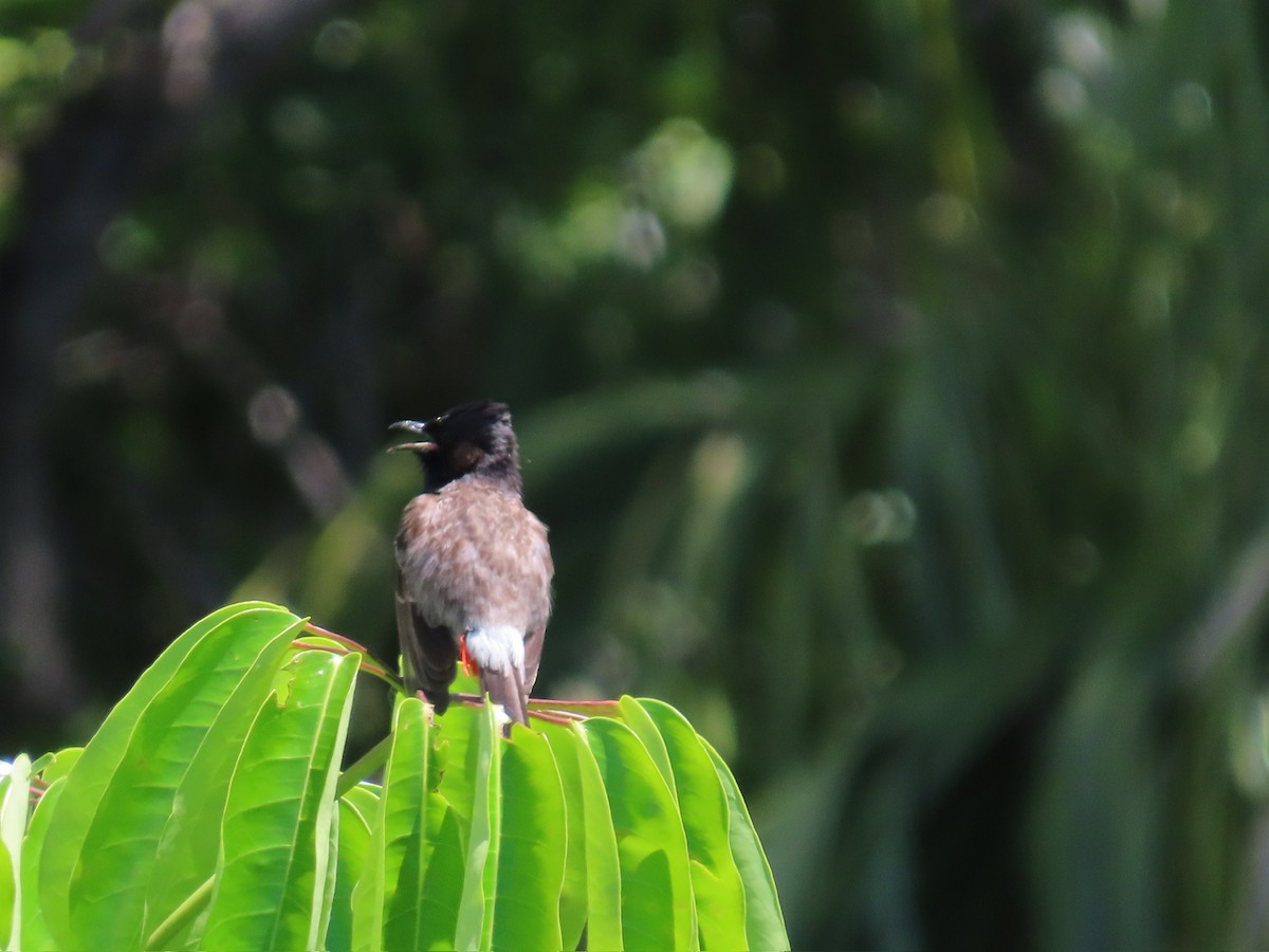 Red-vented Bulbul - ML646196995