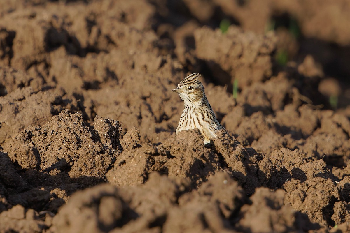 Eurasian Skylark - ML646196997