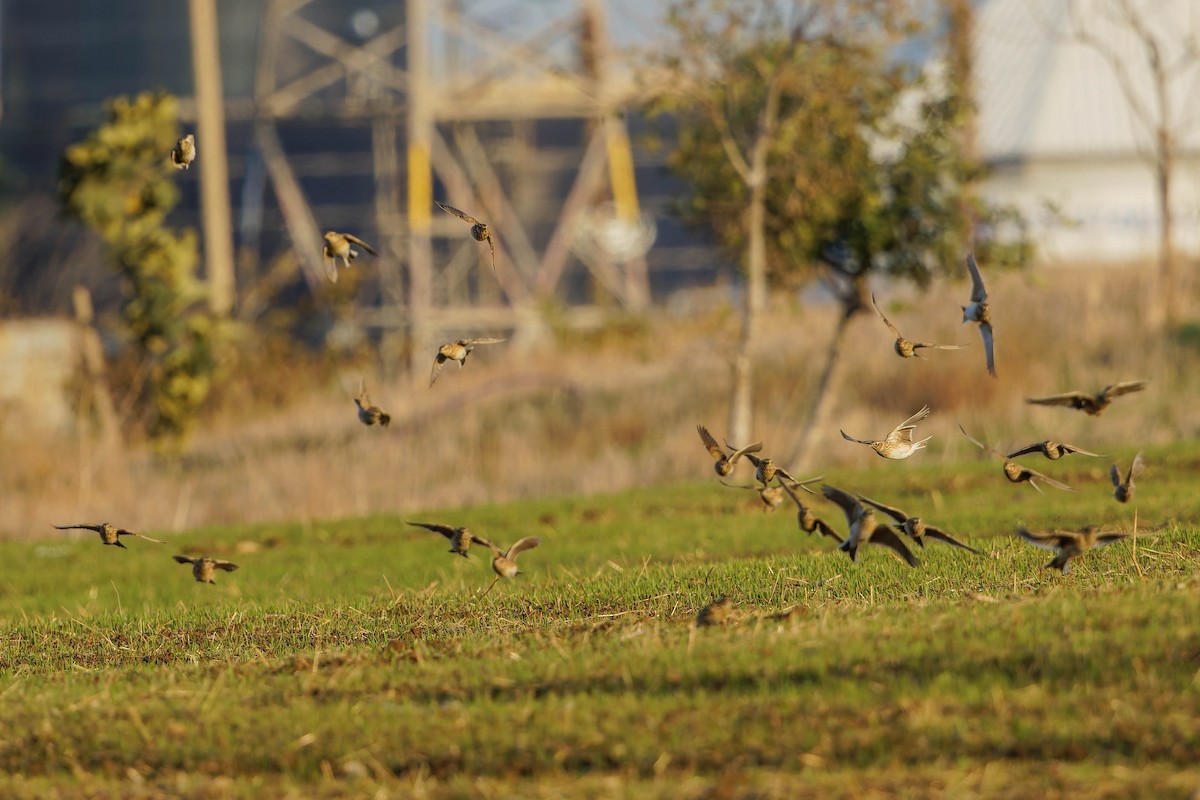 Eurasian Skylark - ML646196998