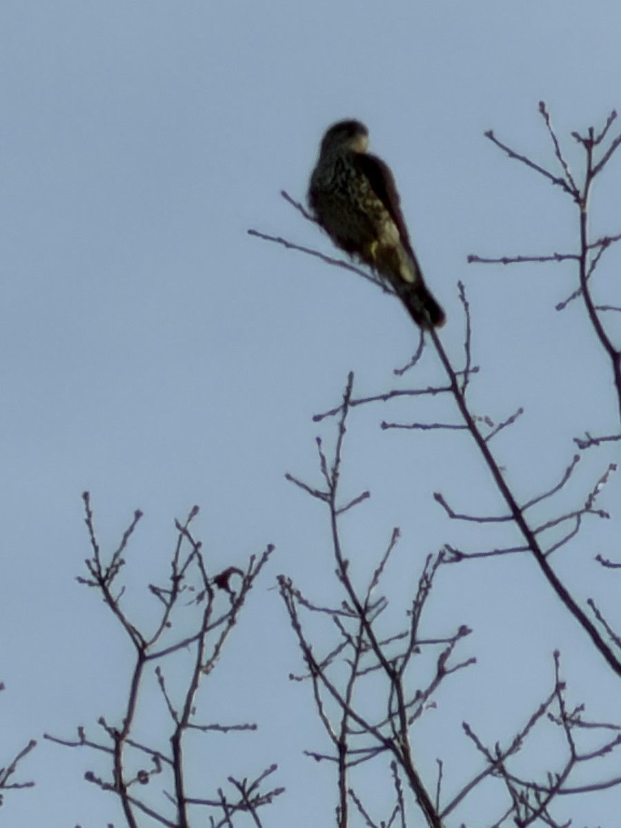 Merlin - ML646197004