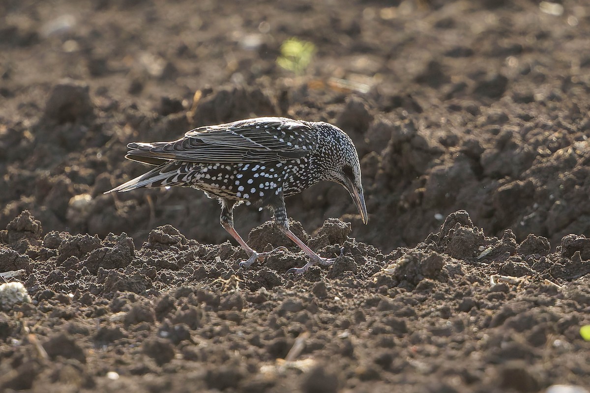 European Starling - ML646197007