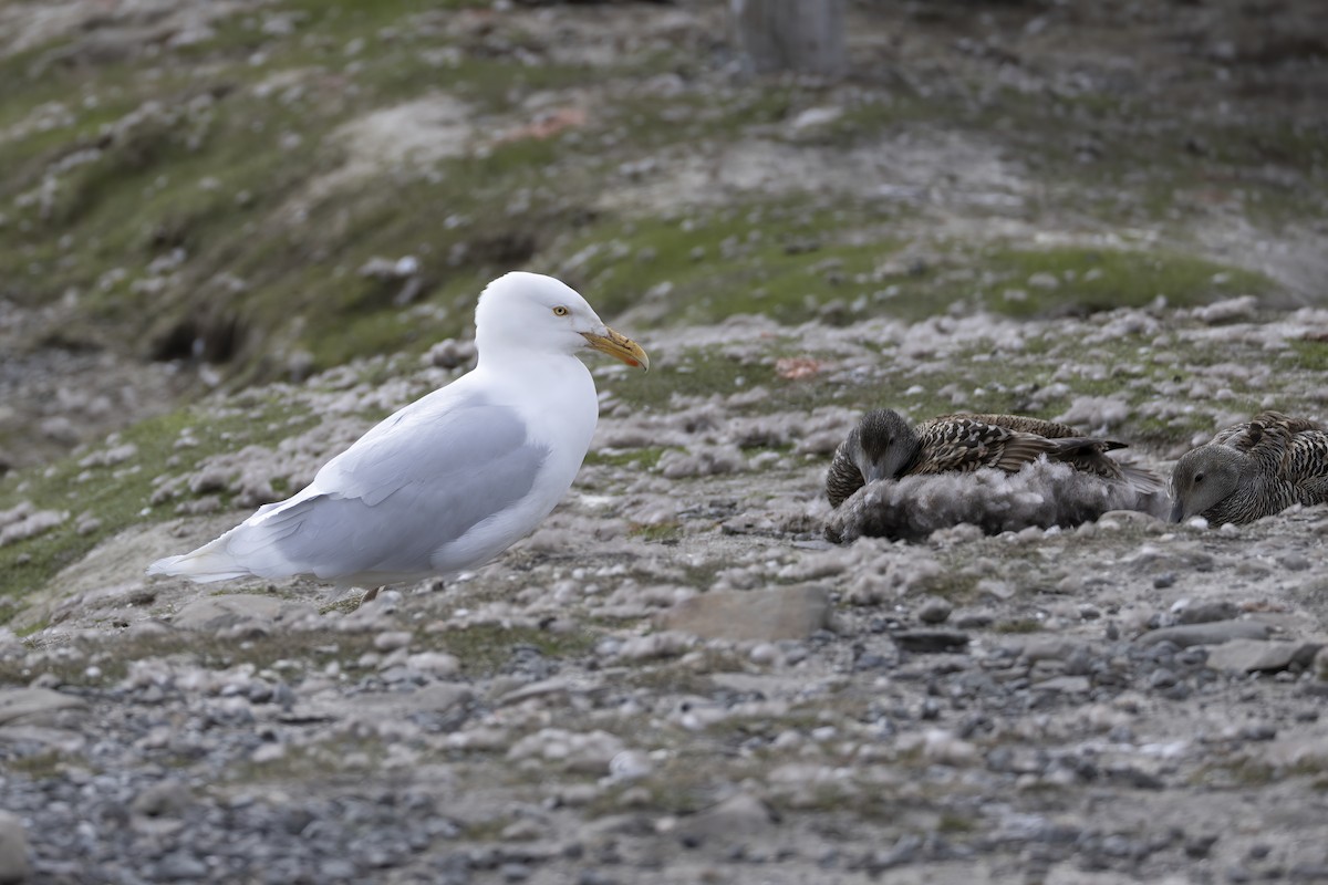 Glaucous Gull - ML646197012