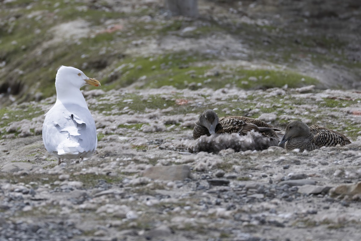 Glaucous Gull - ML646197013