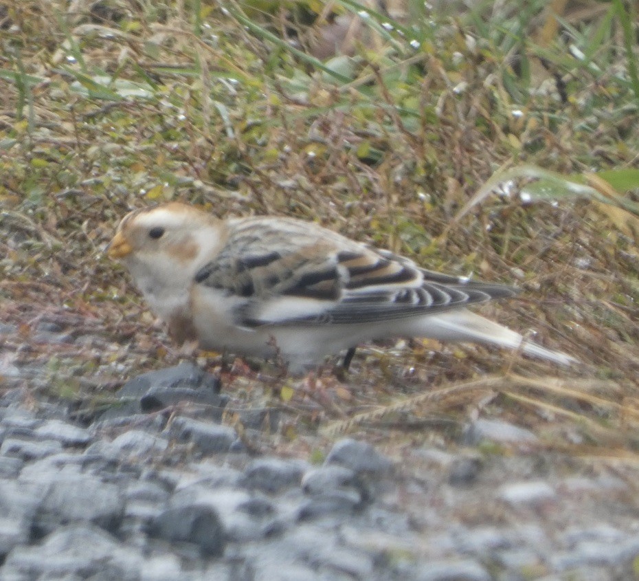 Snow Bunting - ML646197014
