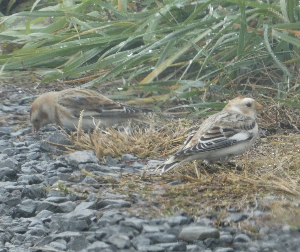 Snow Bunting - ML646197015