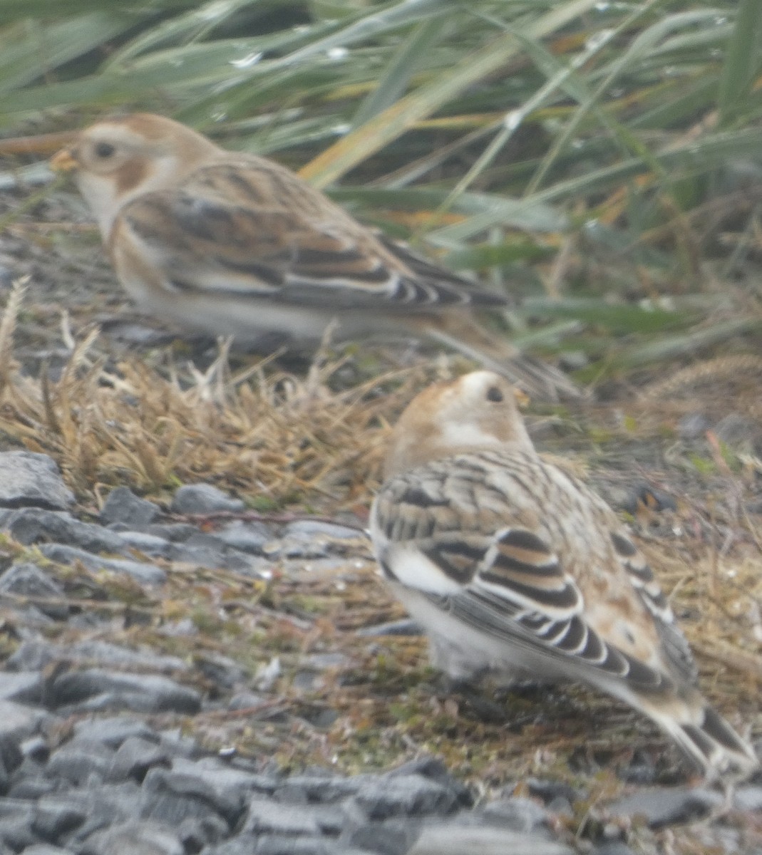 Snow Bunting - ML646197016