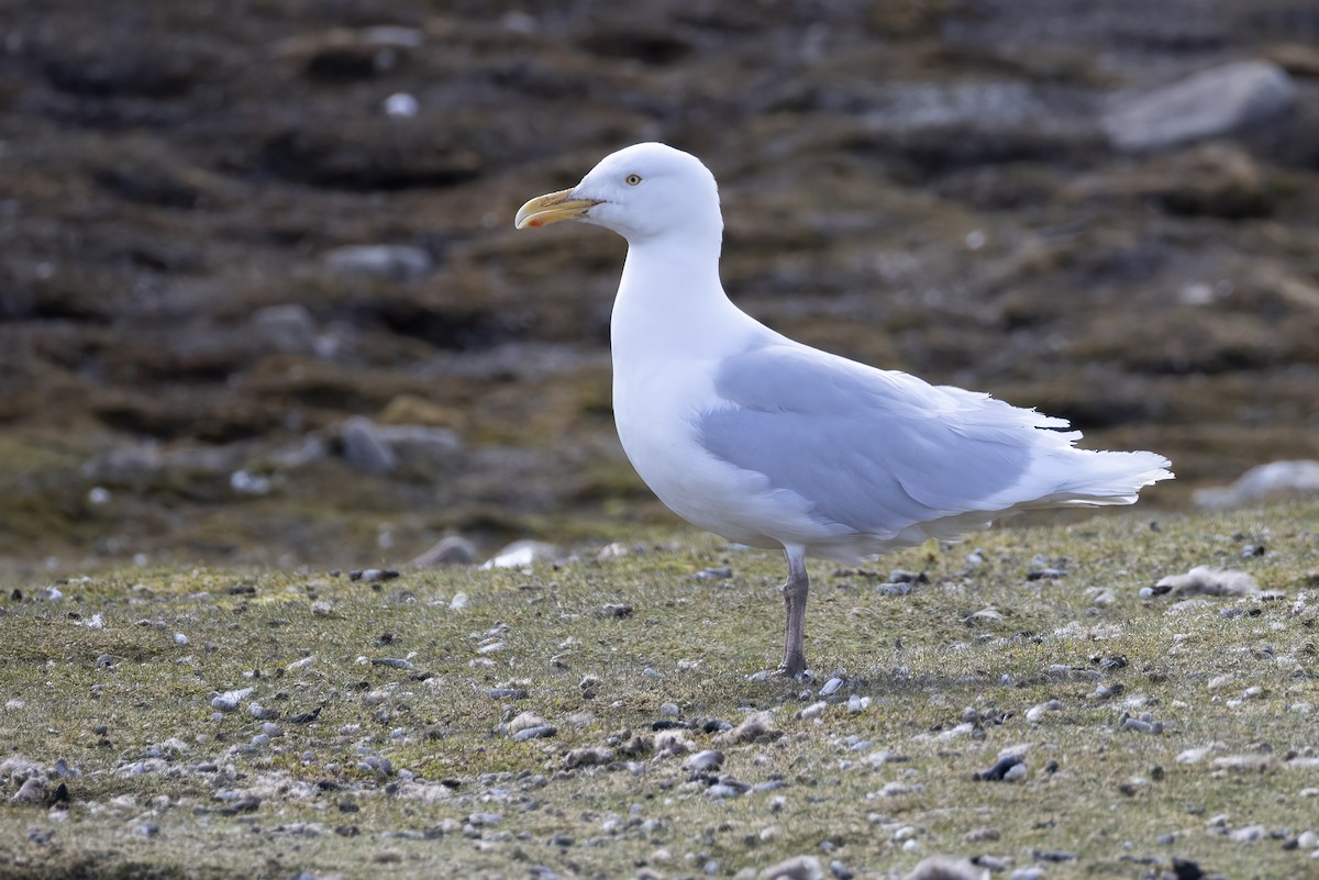 Glaucous Gull - ML646197017