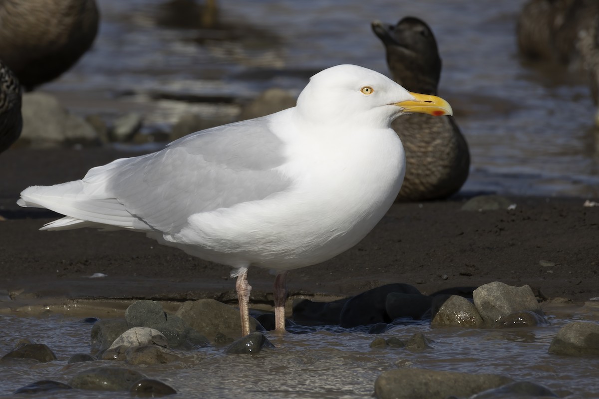 Glaucous Gull - ML646197018