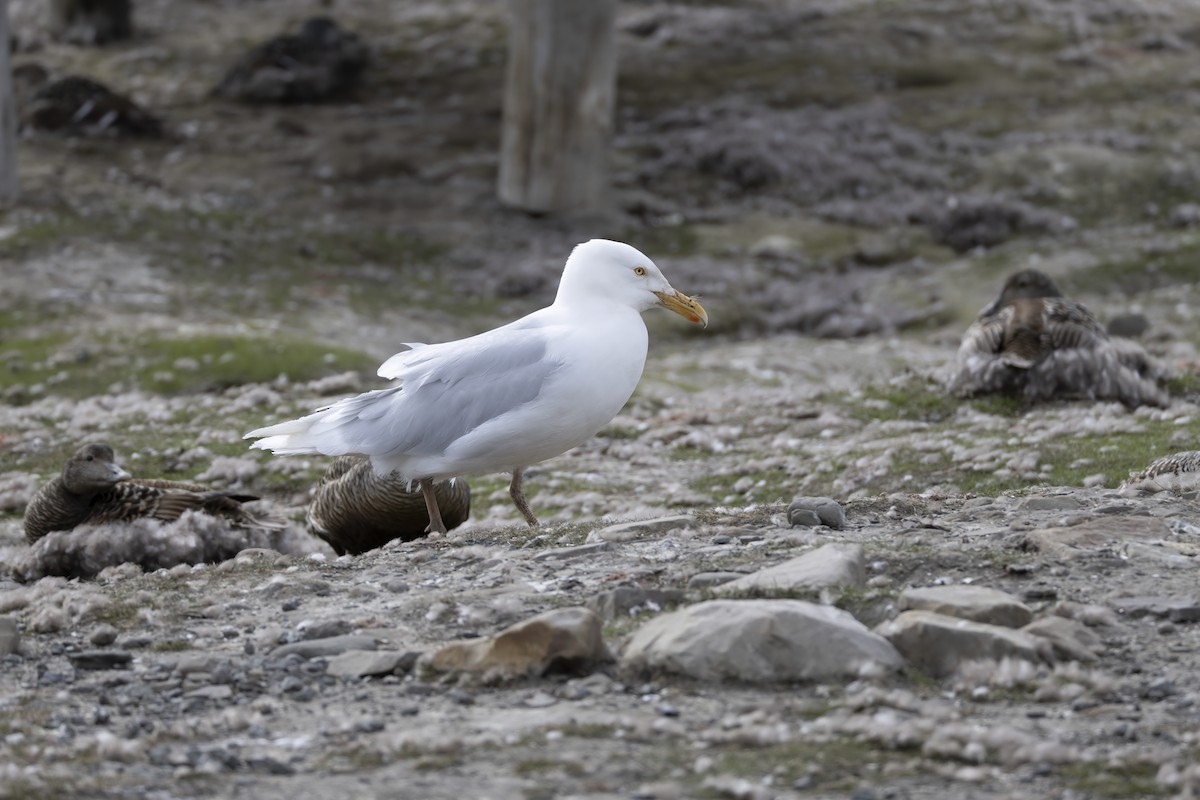 Glaucous Gull - ML646197019