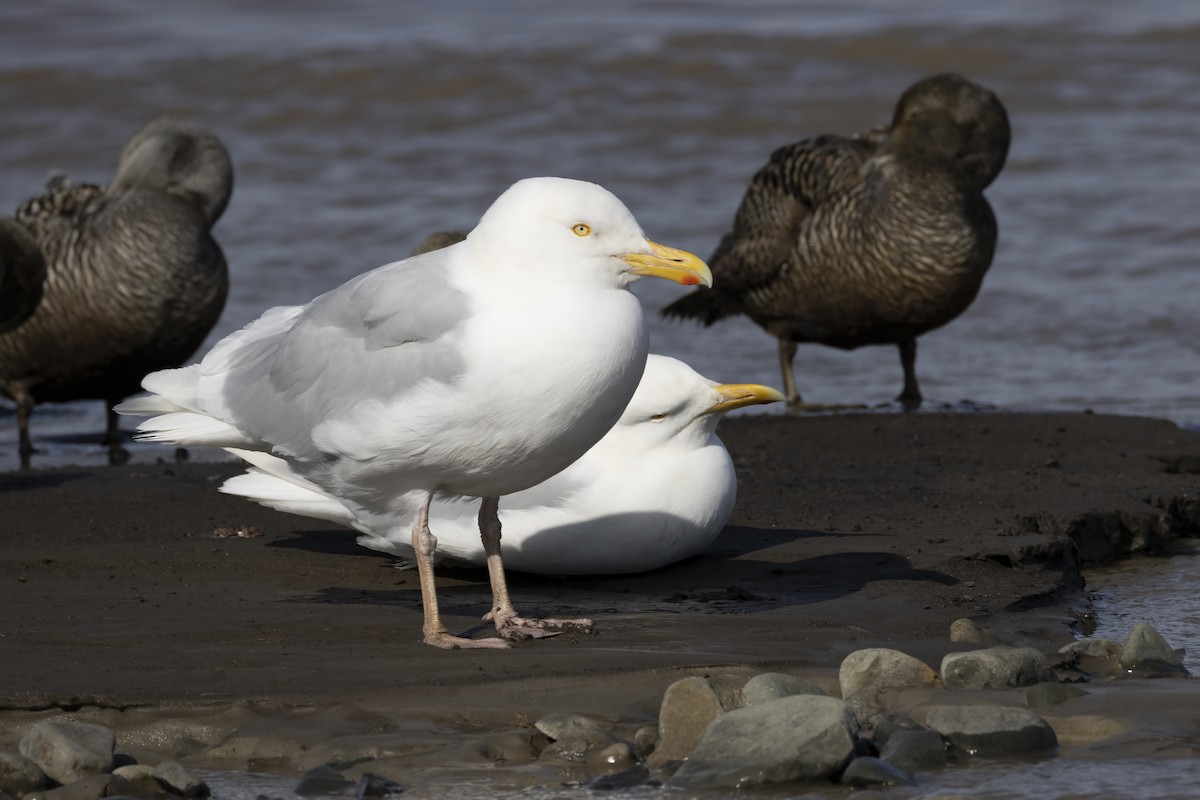 Glaucous Gull - ML646197020