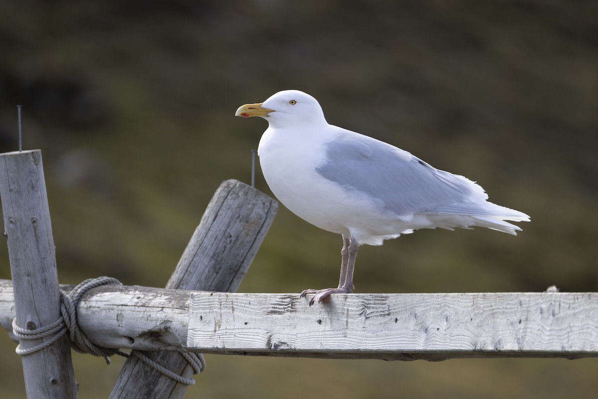 Glaucous Gull - ML646197021