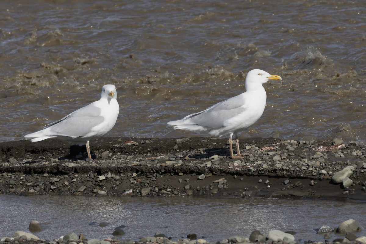 Glaucous Gull - ML646197023