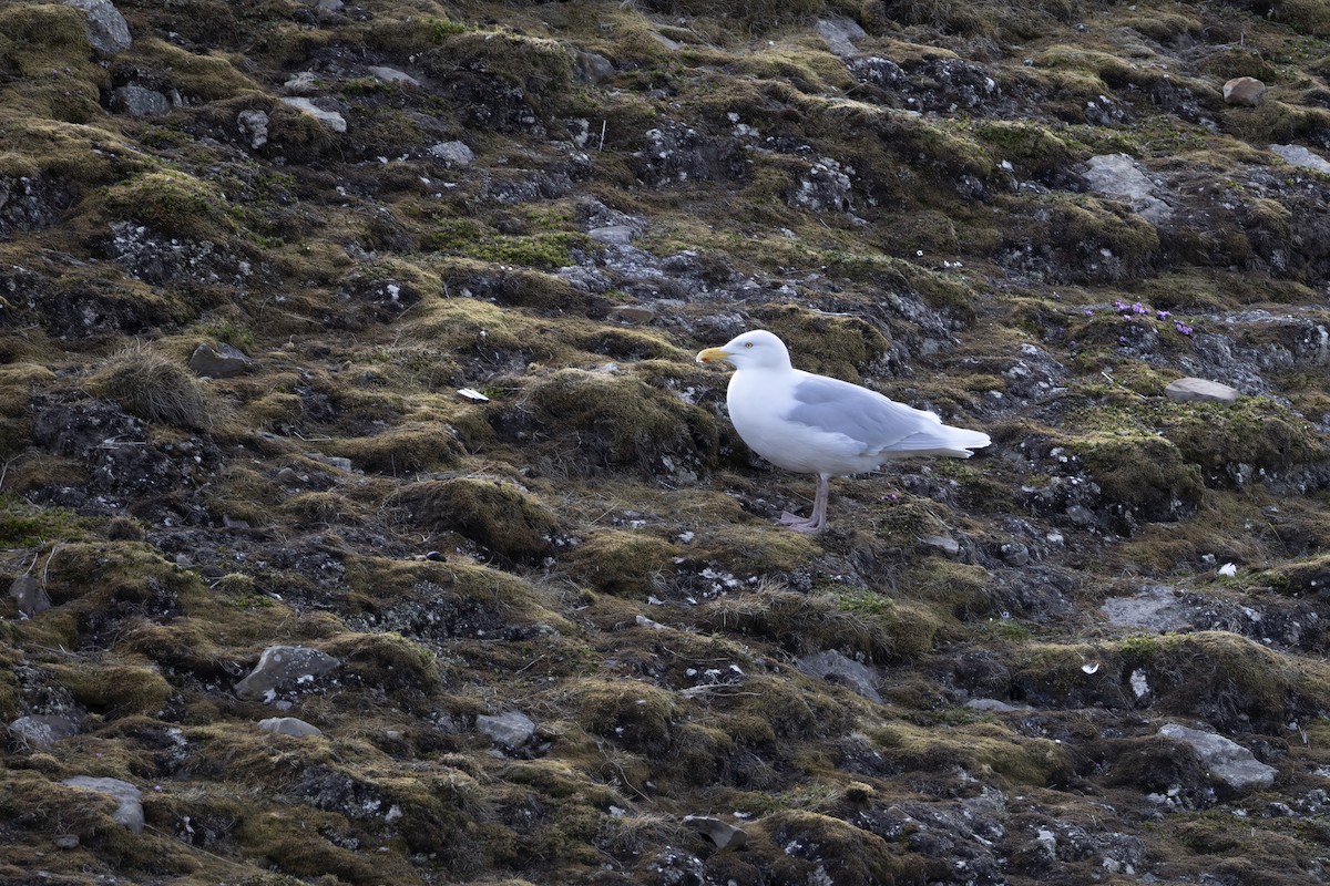 Glaucous Gull - ML646197024